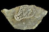 Fossil Crinoid (Cymbiocrinus) - Alabama #122401-1
